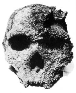 Το κρανίο του Αρχανθρώπου των Πετραλώνων Χαλκιδικής, που βρέθηκε στο Σπήλαιο, είναι 700.000 χρόνων - και όχι 300.000 χρόνων, όπως γράφει η πινακίδα του Μουσείου του Σπηλαίου, λέει η Ευρ. Ανθρωπολογική Ένωση...